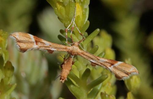 Réf. 206 148 : Cnaemidophorus rhododactyla
